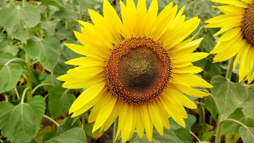 Close-up of a bright yellow sunflower (Helianthus) with green leaves in the background