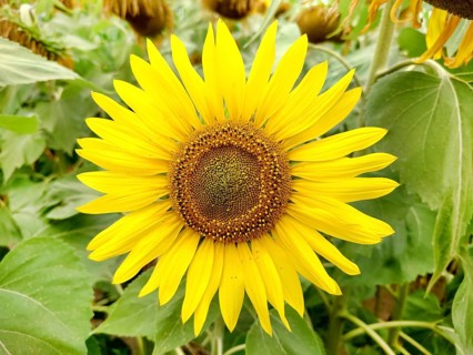 A close-up view of a vibrant yellow sunflower (Helianthus) in full bloom with green leaves