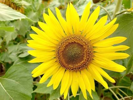 Yellow sunflower (Helianthus) in full bloom surrounded by green leaves, capturing the essence of
