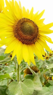 A close-up of a bright yellow sunflower (Helianthus) with green leaves