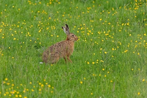 Hare sitting in a meadow, Geltinger Birk, Geltinger Bucht, Nieby, Schleswig-Holstein, Germany,