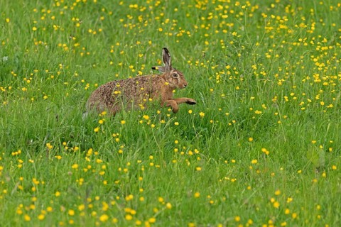 Hare running across meadow, Geltinger Birk, Geltinger Bucht, Nieby, Schleswig-Holstein, Germany,