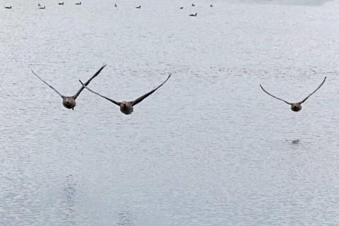 Greylag geese (Anser anser) in flight, water, Geltinger Birk, Geltinger Bucht, Nieby,