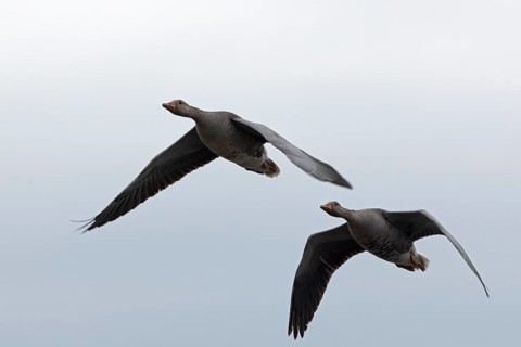 Greylag geese (Anser anser) in flight, Geltinger Birk, Geltinger Bucht, Nieby, Schleswig-Holstein,