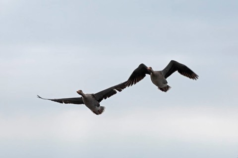 Greylag geese (Anser anser) in flight, Geltinger Birk, Geltinger Bucht, Nieby, Schleswig-Holstein,