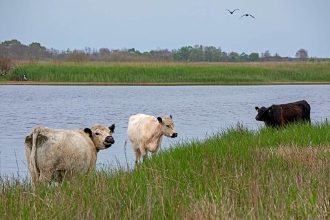 Galloway cattle, water, Geltinger Birk, Geltinger Bucht, Nieby, Schleswig-Holstein, Germany, Europe