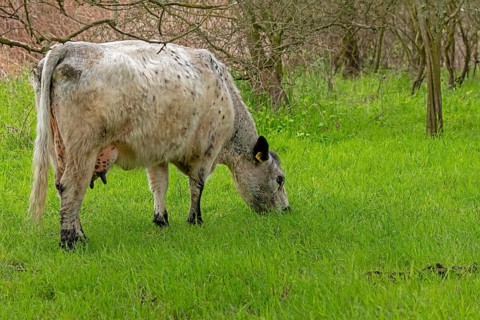 Galloway cattle grazing, Geltinger Birk, Geltinger Bucht, Nieby, Schleswig-Holstein, Germany,