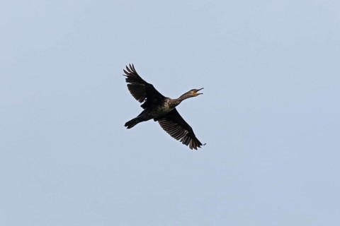 Great cormorant (Phalacrocorax carbo) in flight, tattered, screaming, Geltinger Birk, Geltinger
