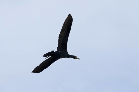 Cormorant (Phalacrocorax carbo) in flight, Geltinger Birk, Geltinger Bucht, Nieby,