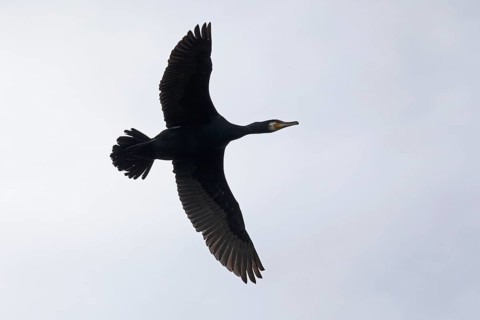 Cormorant (Phalacrocorax carbo) in flight, Geltinger Birk, Geltinger Bucht, Nieby,