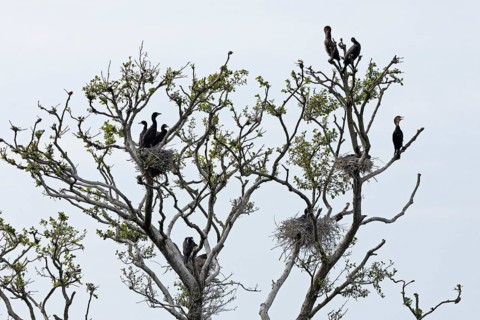 Cormorant colony (Phalacrocorax carbo), nest, young, Geltinger Birk, Geltinger Bucht, Nieby,