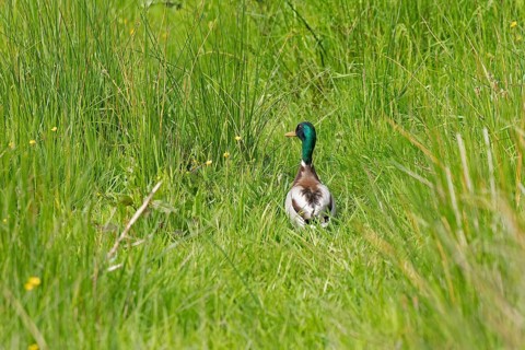 Mallard (Anas platyrhynchos), drake sitting in the grass, Geltinger Birk, Geltinger Bucht, Nieby,