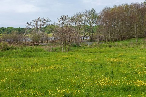 Cormorant colony, meadow, buttercups, buttercups, Geltinger Birk, Geltinger Bucht, Nieby,