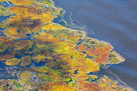 Algae, Sea, Baltic Sea, Geltinger Birk, Geltinger Bucht, Nieby, Schleswig-Holstein, Germany, Europe