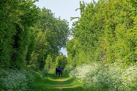 Trees, hiking trail, people, Geltinger Birk, Geltinger Bucht, Nieby, Schleswig-Holstein, Germany,