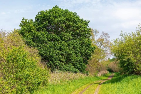 Trees, hiking trail, Geltinger Birk, Geltinger Bucht, Nieby, Schleswig-Holstein, Germany, Europe
