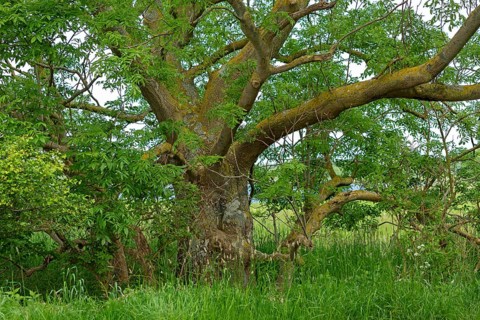 Old tree, Geltinger Birk, Geltinger Bucht, Nieby, Schleswig-Holstein, Germany, Europe