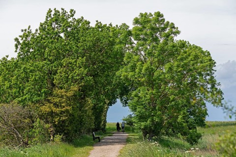 Trees, cyclist, Geltinger Birk, Geltinger Bucht, Nieby, Schleswig-Holstein, Germany, Europe
