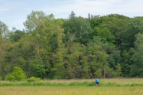 Trees, cyclist, Geltinger Birk, Geltinger Bucht, Nieby, Schleswig-Holstein, Germany, Europe