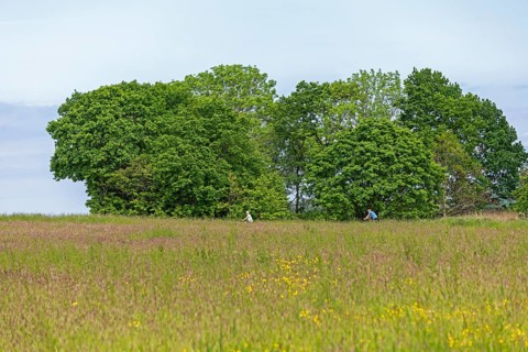 Trees, meadow, cyclist, Geltinger Birk, Geltinger Bucht, Nieby, Schleswig-Holstein, Germany, Europe