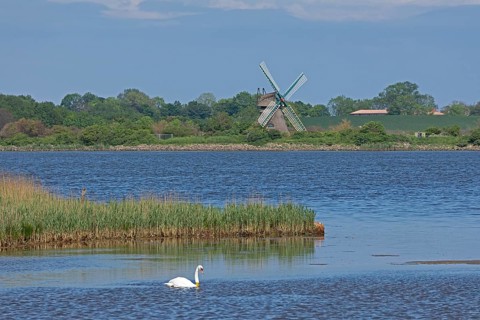 Windmill Charlotte, swan, sea, Baltic Sea, Geltinger Birk, Geltinger Bucht, Nieby,