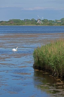 Windmill Charlotte, swan, sea, Baltic Sea, Geltinger Birk, Geltinger Bucht, Nieby,