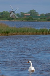 Windmill Charlotte, swan, sea, Baltic Sea, Geltinger Birk, Geltinger Bucht, Nieby,