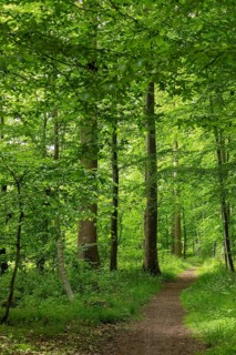 Forest path, Geltinger Birk, Geltinger Bucht, Nieby, Schleswig-Holstein, Germany, Europe