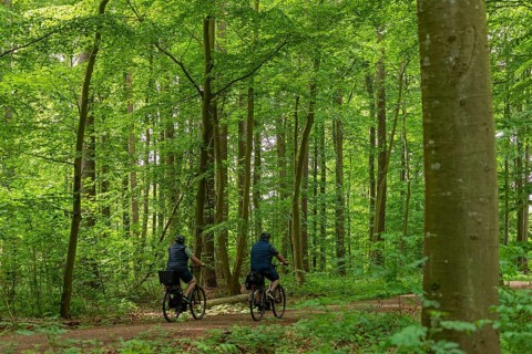 Forest path, cyclist, Geltinger Birk, Geltinger Bucht, Nieby, Schleswig-Holstein, Germany, Europe