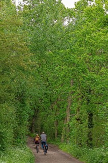 Forest path, cyclist, Geltinger Birk, Geltinger Bucht, Nieby, Schleswig-Holstein, Germany, Europe