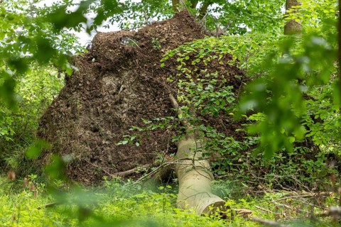 Uprooted tree, Geltinger Birk, Geltinger Bucht, Nieby, Schleswig-Holstein, Germany, Europe