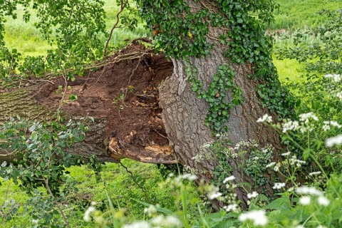 Split tree, Geltinger Birk, Geltinger Bucht, Nieby, Schleswig-Holstein, Germany, Europe