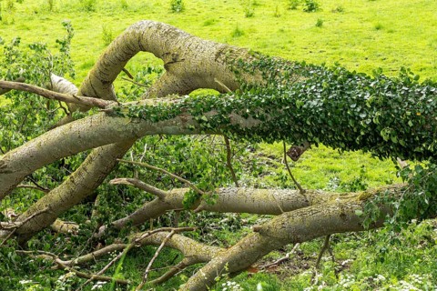 Fallen tree, Geltinger Birk, Geltinger Bucht, Nieby, Schleswig-Holstein, Germany, Europe