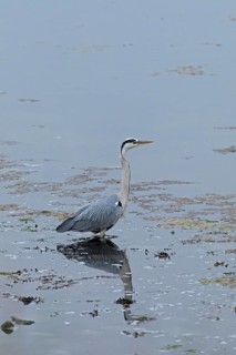 Grey heron (Ardea cinerea) standing in the water, reflection, Geltinger Birk, Geltinger Bucht,