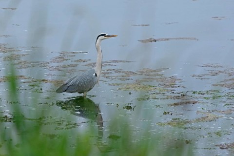 Grey heron (Ardea cinerea) standing in the water, reflection, Geltinger Birk, Geltinger Bucht,