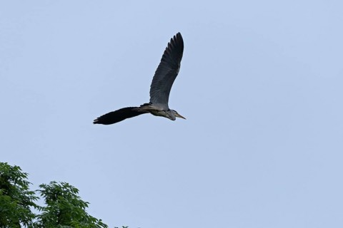 Grey heron (Ardea cinerea) in flight, Geltinger Birk, Geltinger Bucht, Nieby, Schleswig-Holstein,