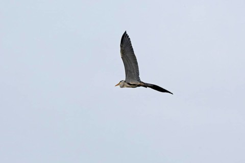 Grey heron (Ardea cinerea) in flight, Geltinger Birk, Geltinger Bucht, Nieby, Schleswig-Holstein,