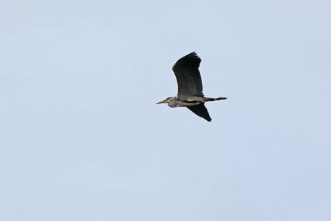 Grey heron (Ardea cinerea) in flight, Geltinger Birk, Geltinger Bucht, Nieby, Schleswig-Holstein,