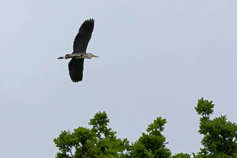 Grey heron (Ardea cinerea) in flight, Geltinger Birk, Geltinger Bucht, Nieby, Schleswig-Holstein,