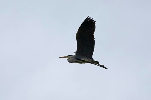 Grey heron (Ardea cinerea) in flight, Geltinger Birk, Geltinger Bucht, Nieby, Schleswig-Holstein,