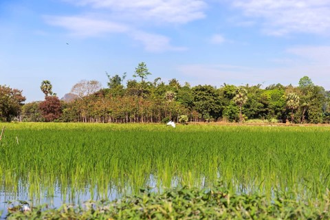 Green Rice fields near Hpa-An