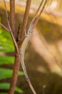 Rostral protuberances help individuals of like species identify each other and can be used as