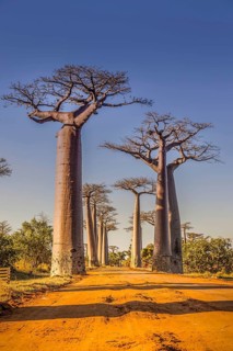 Avenue des Baobabs, the Adansonia madagascariensis