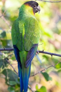 Nanday parakeet (Aratinga nenday) Pantanal Brazil