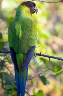 Nanday parakeet (Aratinga nenday) Pantanal Brazil