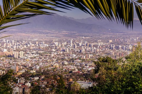 Palm over the skyline of Santiago de Chile