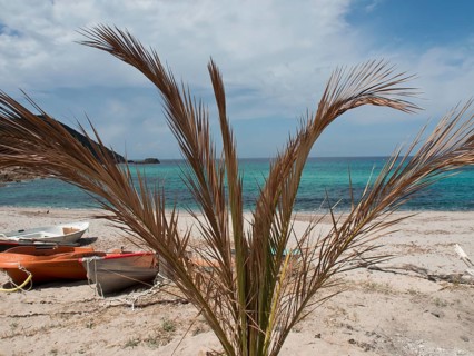 A palm tree rises on the sandy beach next to several boats with the turquoise blue sea in the
