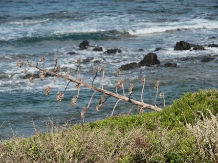 Dry plant on the shore overlooking the rough sea and rocky landscape, ajaccio, corsica, france