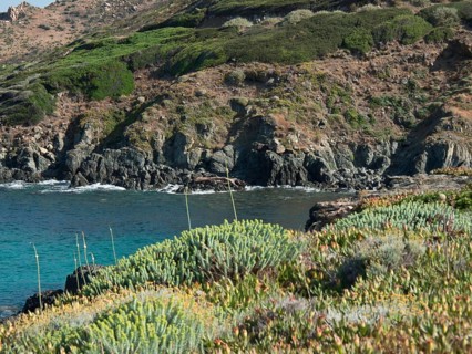 Plants along a rocky coastline overlooking the sea in a green landscape, ajaccio, corsica, france