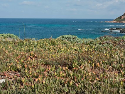 Green plants on the coast with a view of the blue sea under a blue sky, ajaccio, corsica, france